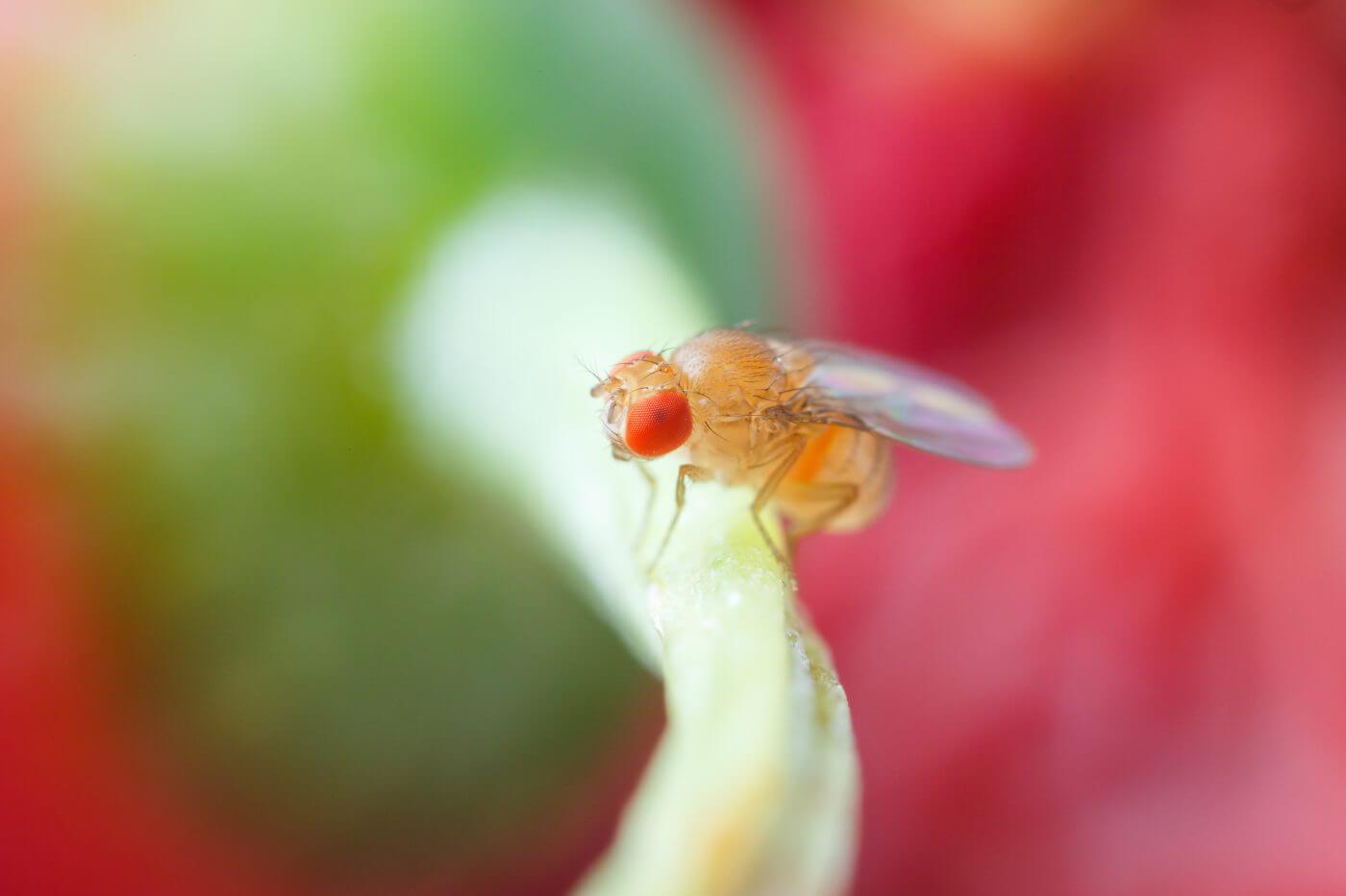 Fruit Fly Facts, Get Rid of Fruit Flies in the House