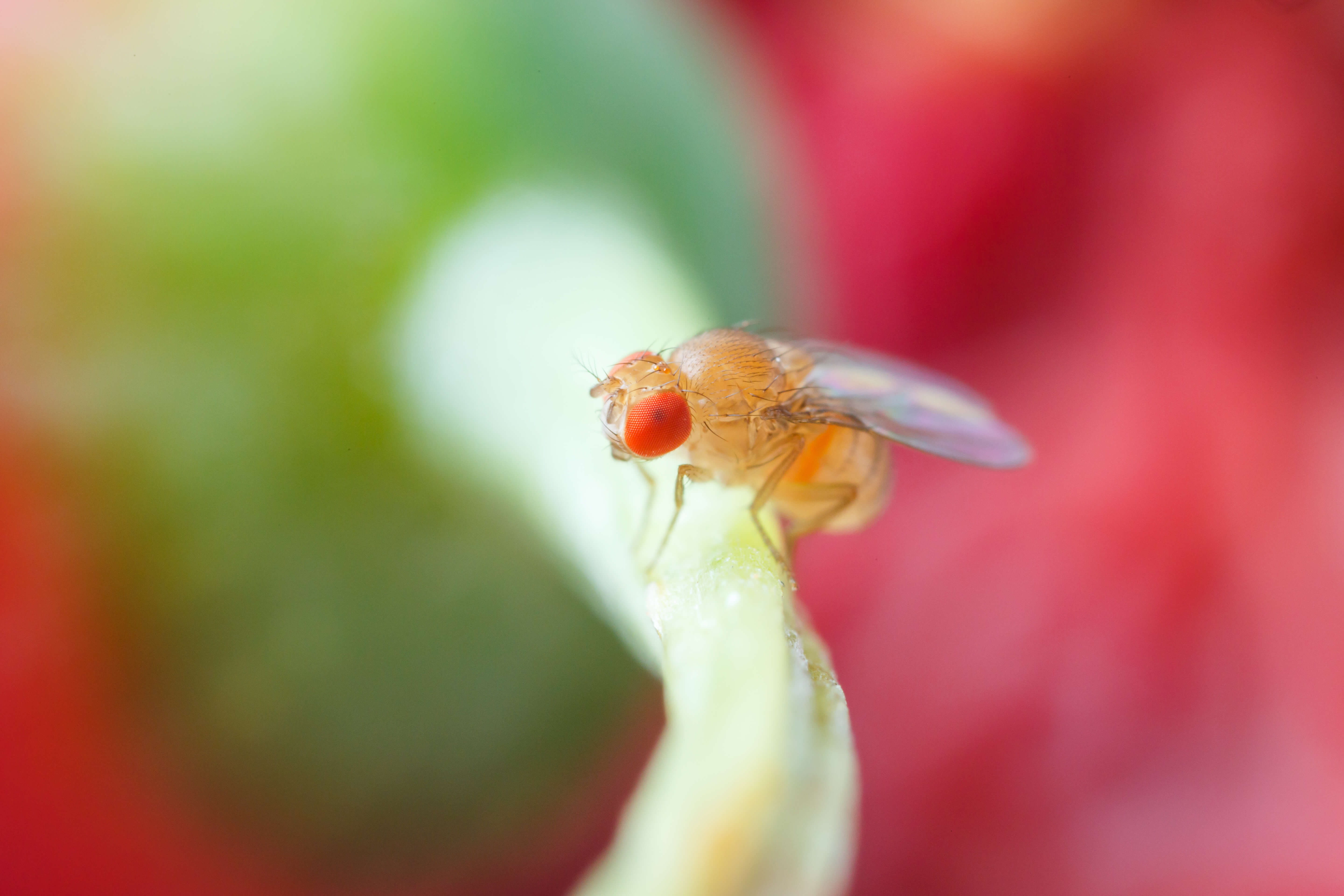 Blog - Fruit Flies? How To Get Rid Of These Tiny Pests