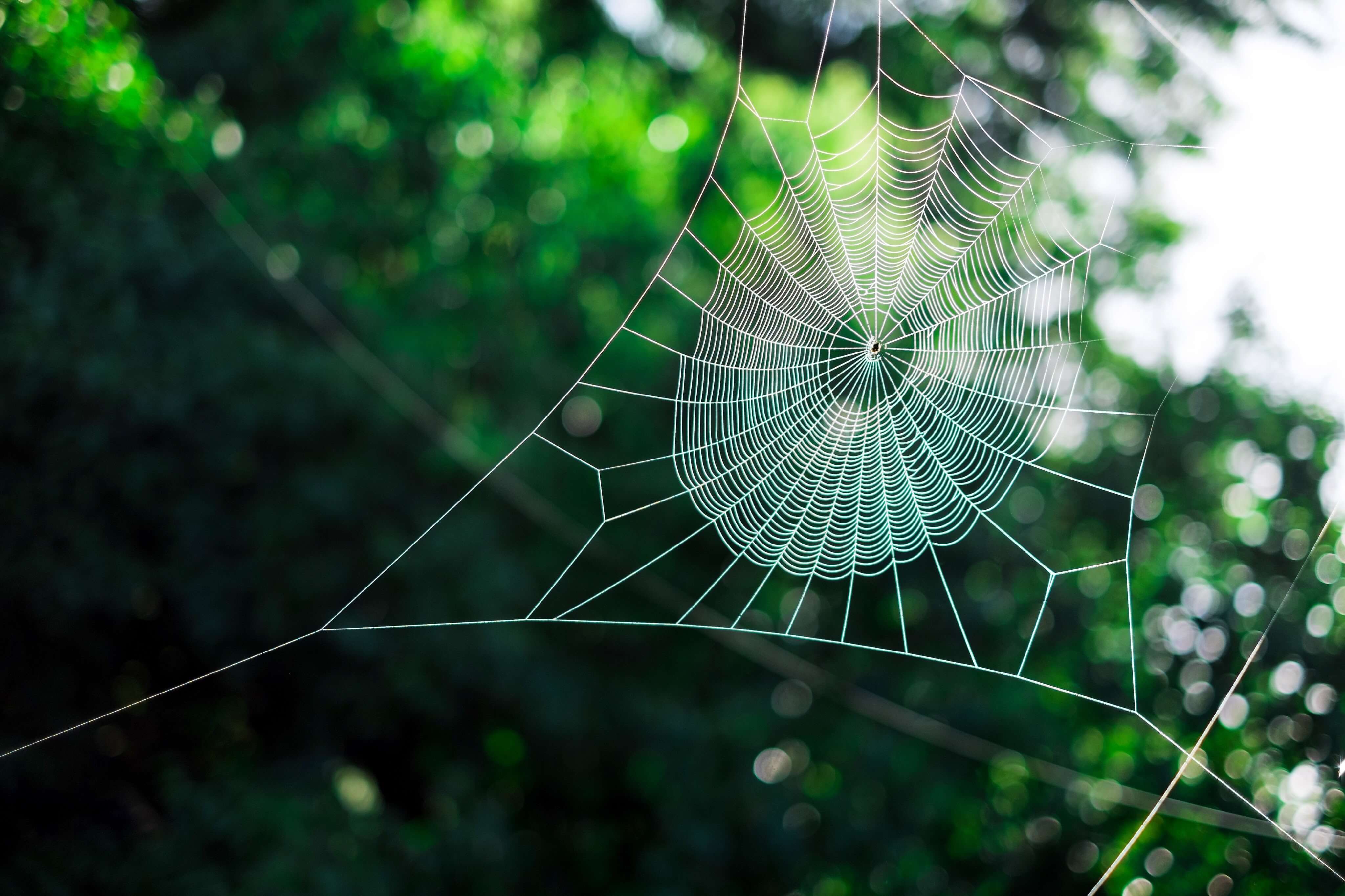 Are House Spiders In Georgia Dangerous?