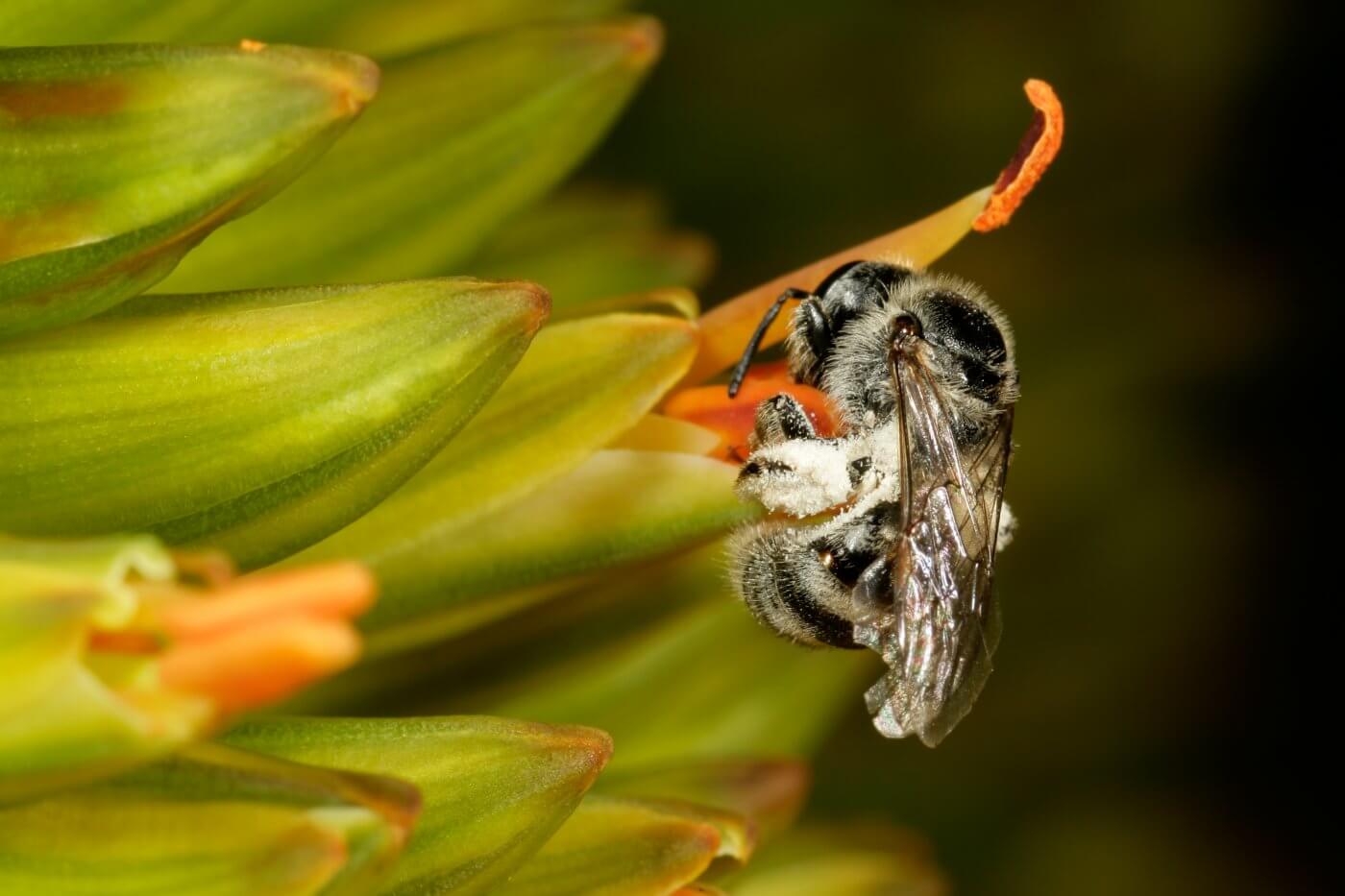 Stinging Bugs 101: A Complete Guide to What Insects Are Stinging You ...