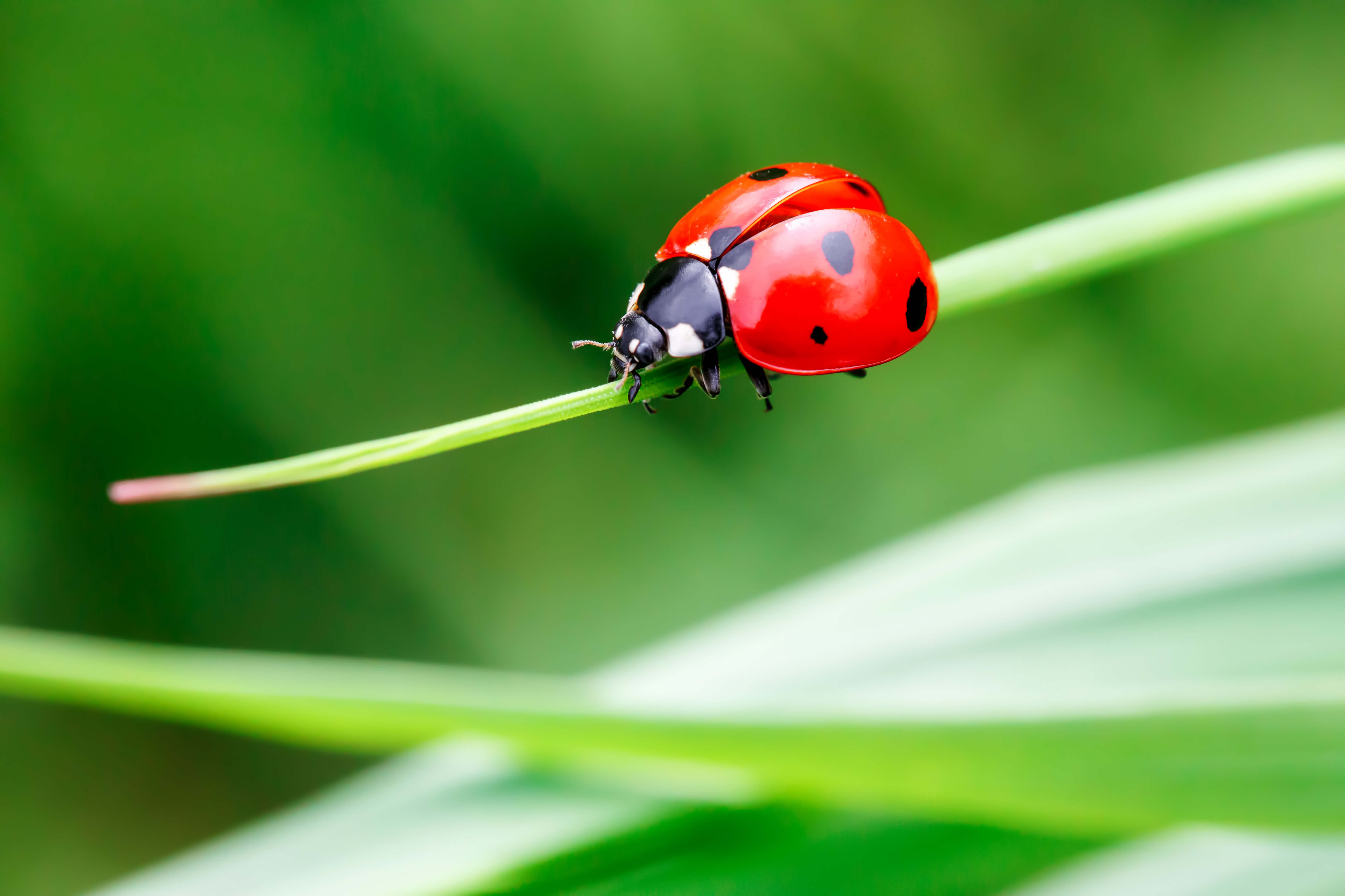 How to Get Rid of Lady Bugs