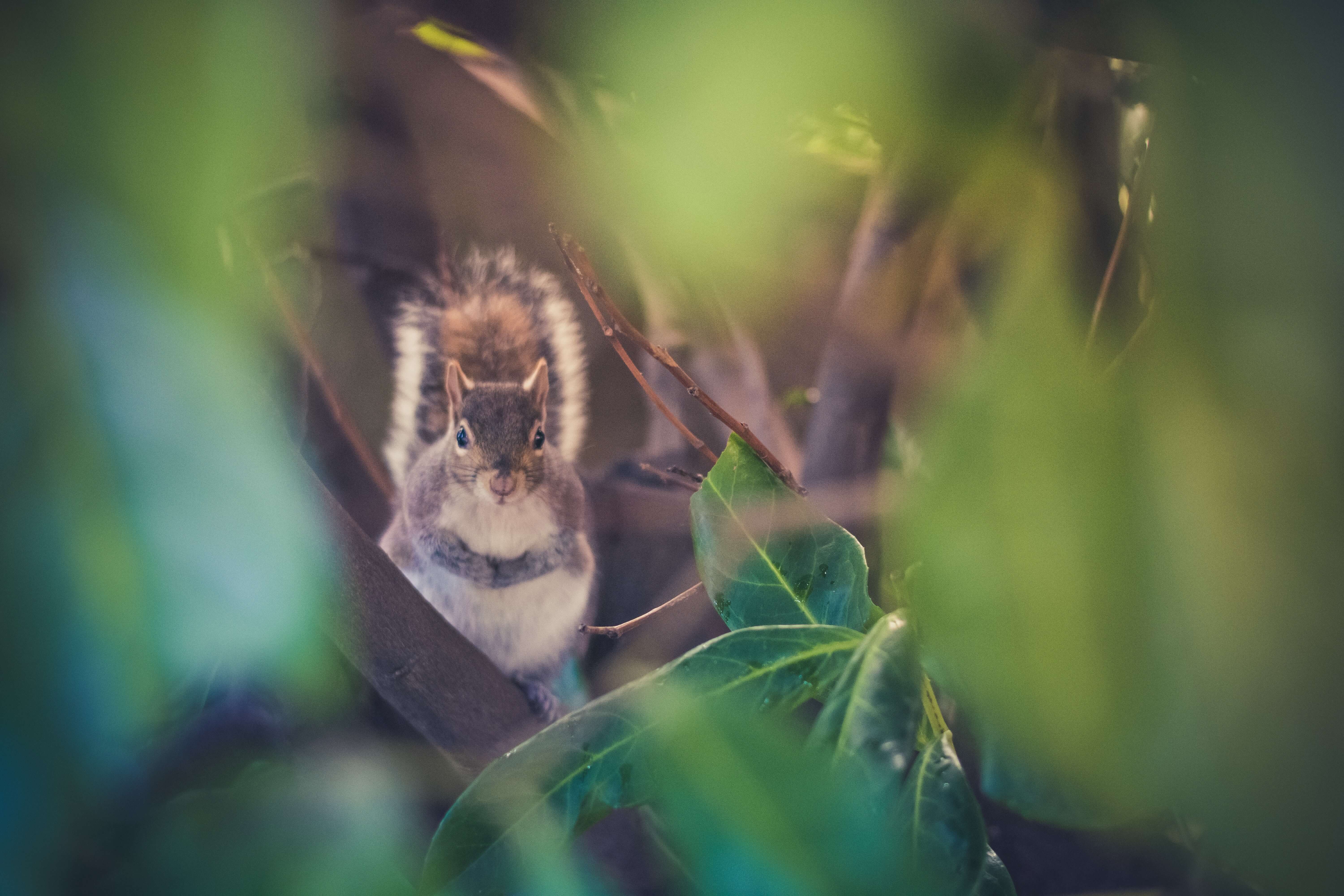 How to Get Squirrels Out of Your Attic | Bug House Pest ...