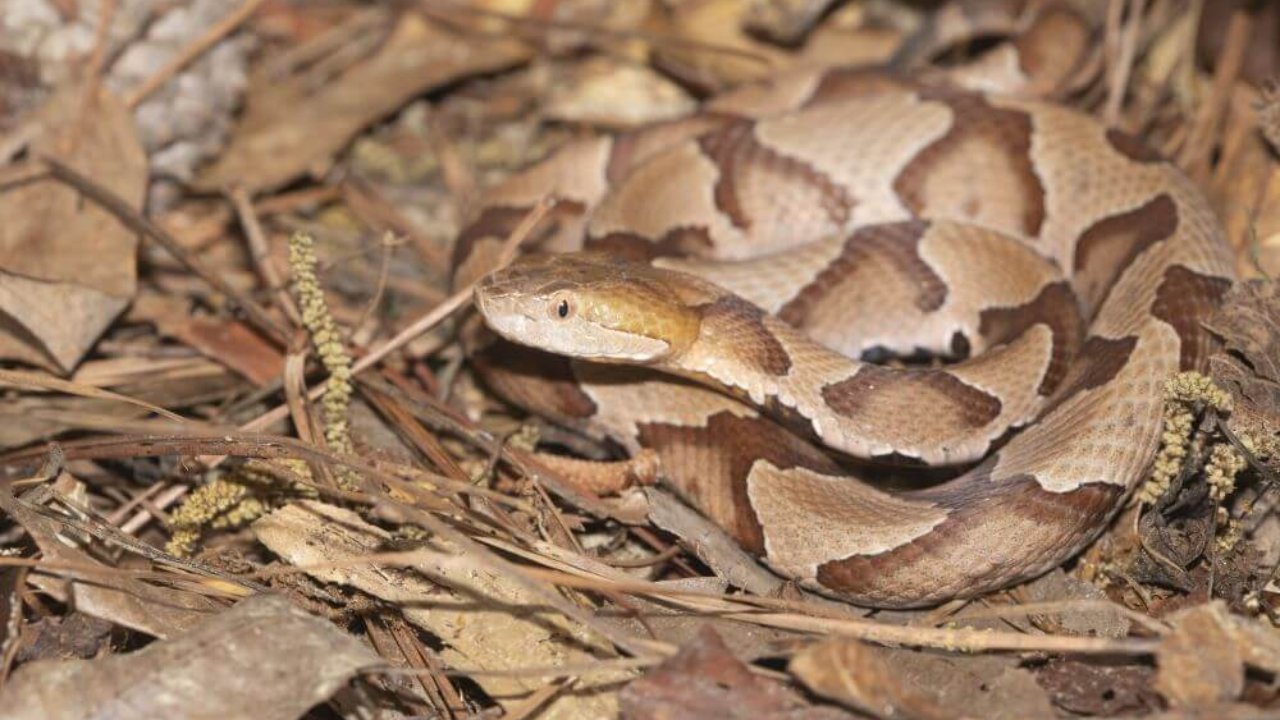 Georgia Snakes What To Do If You See One Around Your Home