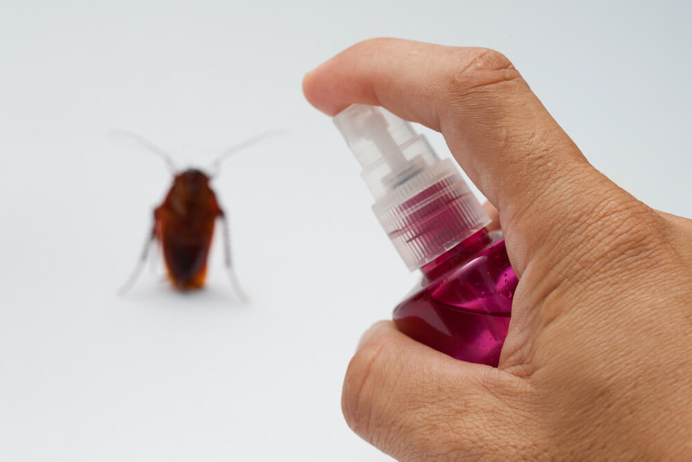 10 Best Ways to Get Rid of Roaches Overnight from Home 2024