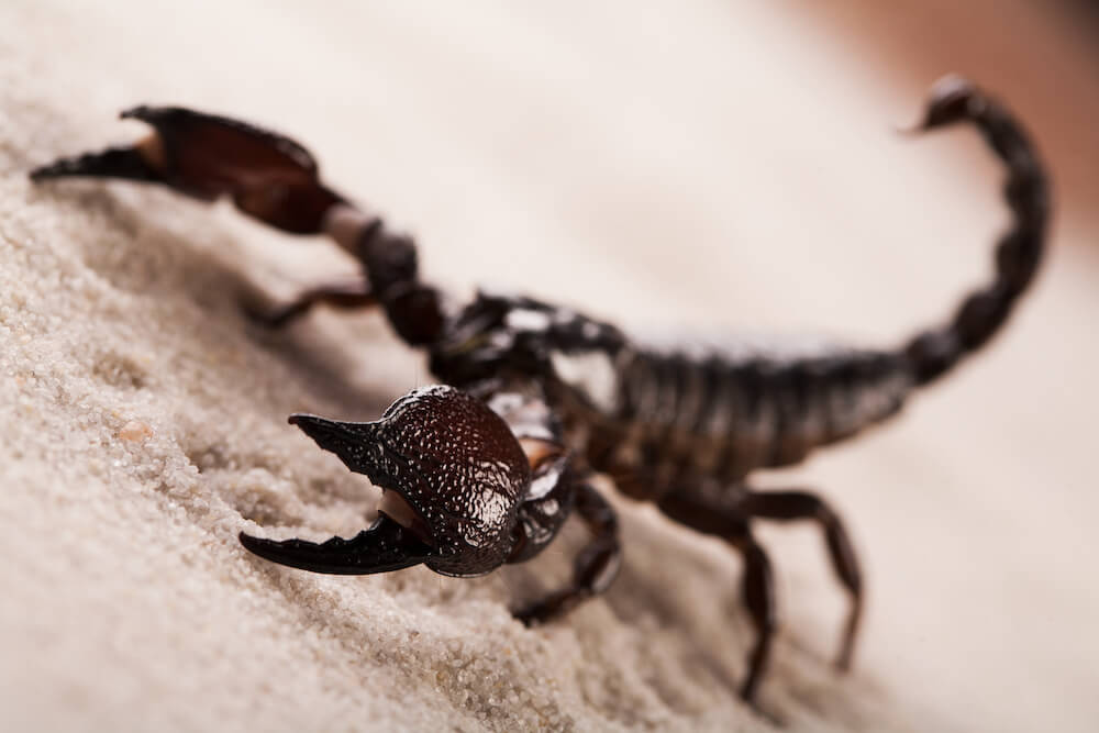 Types of Scorpions Found In Georgia