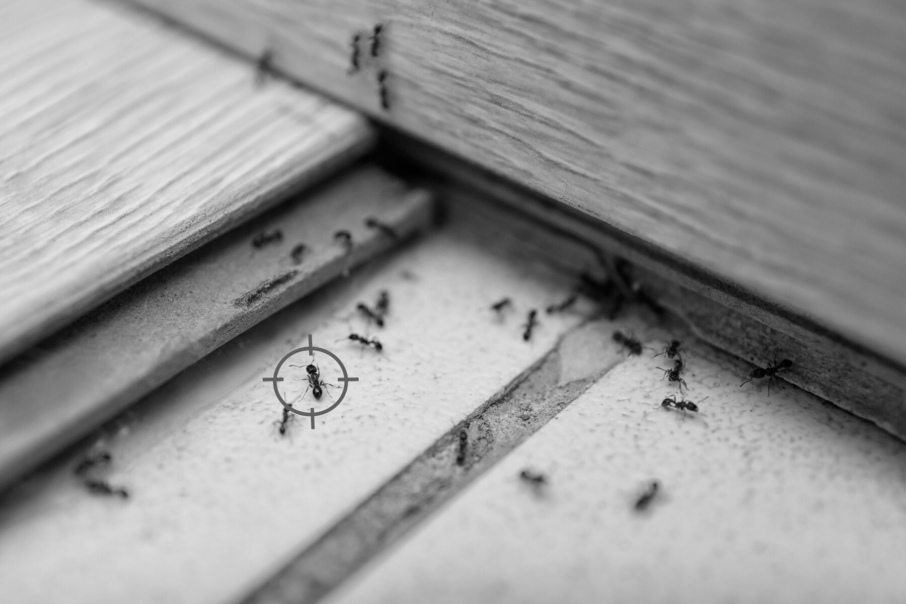 How To Get Rid Of Ants In Your Home Bug House Pest Control   How To Get Rid Of Ants In Your Home 