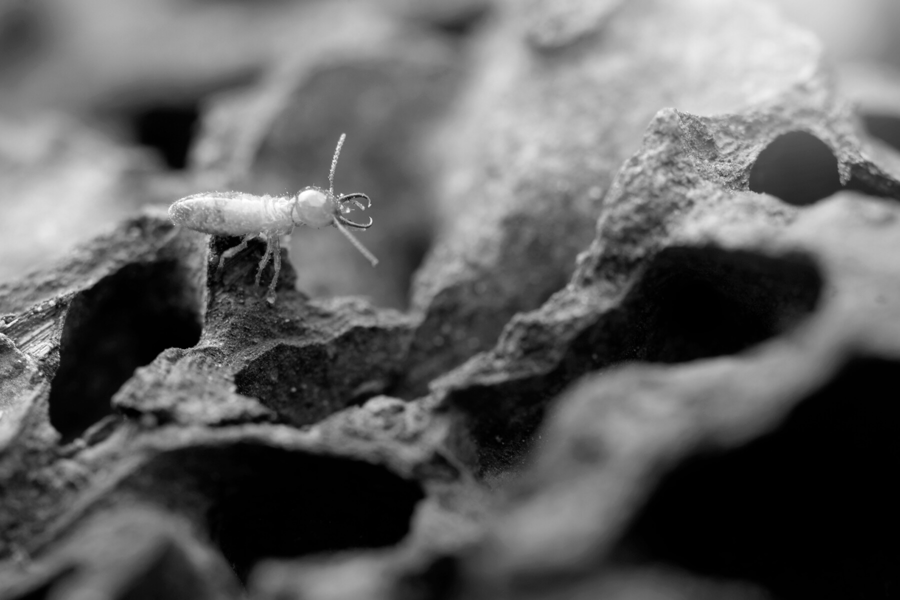 How to Get Rid of Termites - Bug House Pest Control