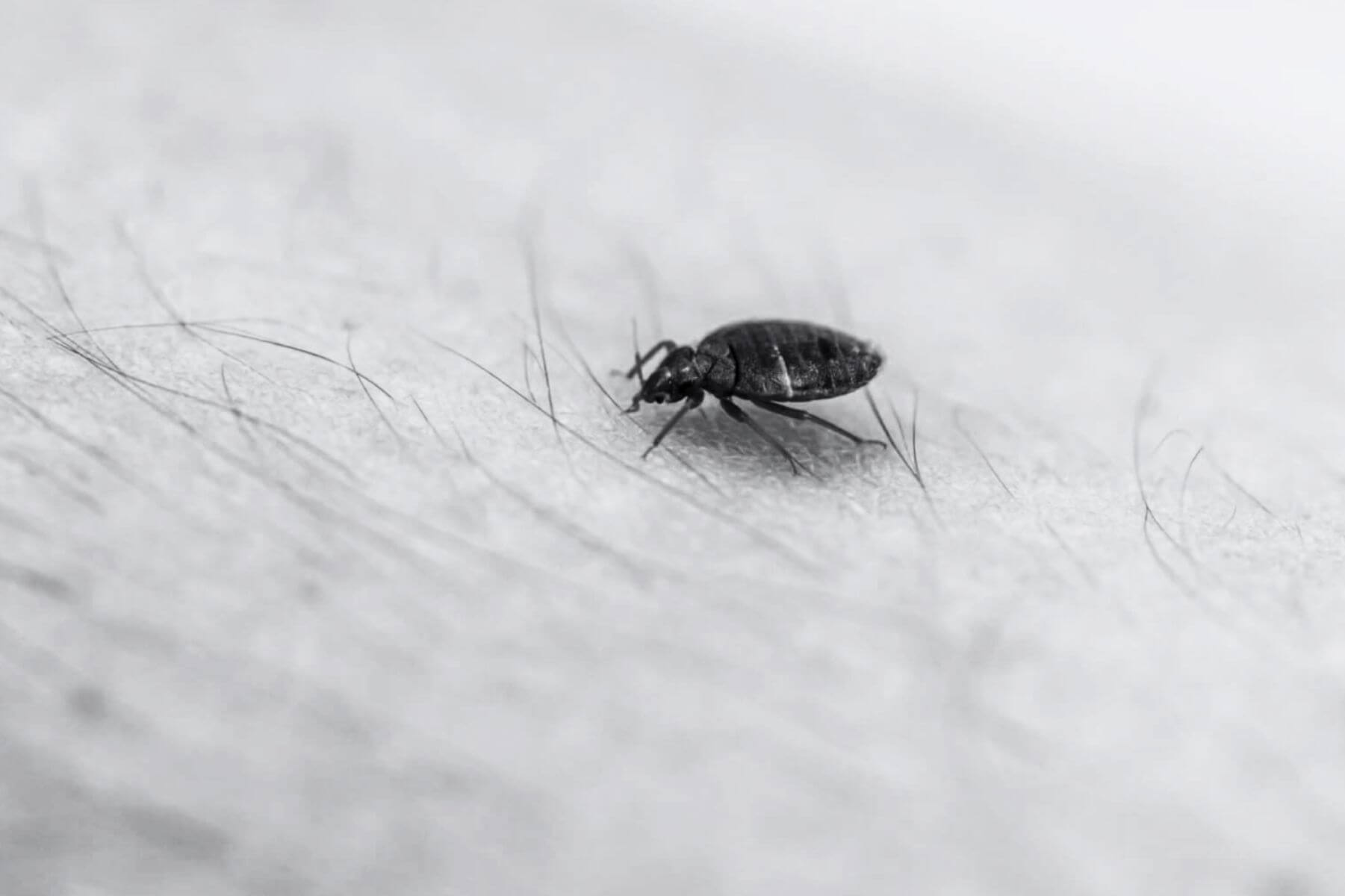 Bed Bug Bite Symptoms Recognizing And Dealing With These Pesky Pests At Home Bug House Pest 5330