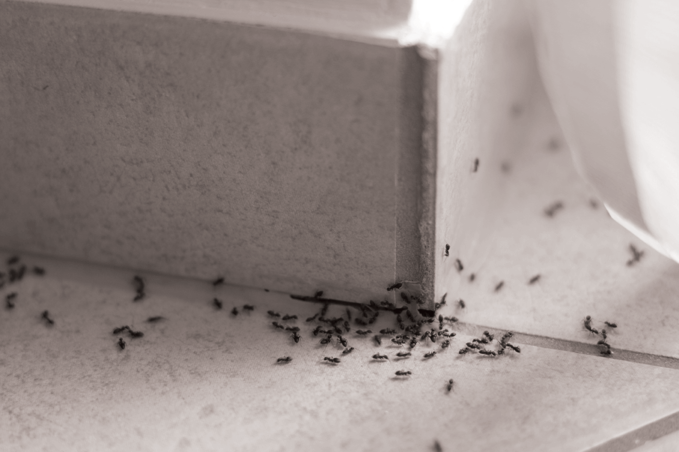 Summer Buggin’: Tips for Peak Pest Season