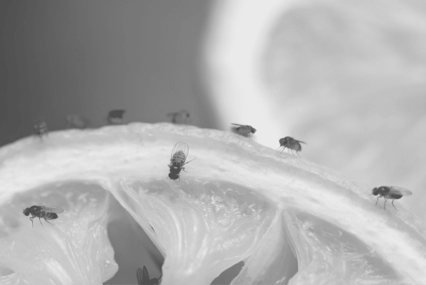 How Do You Eliminate Fruit Flies