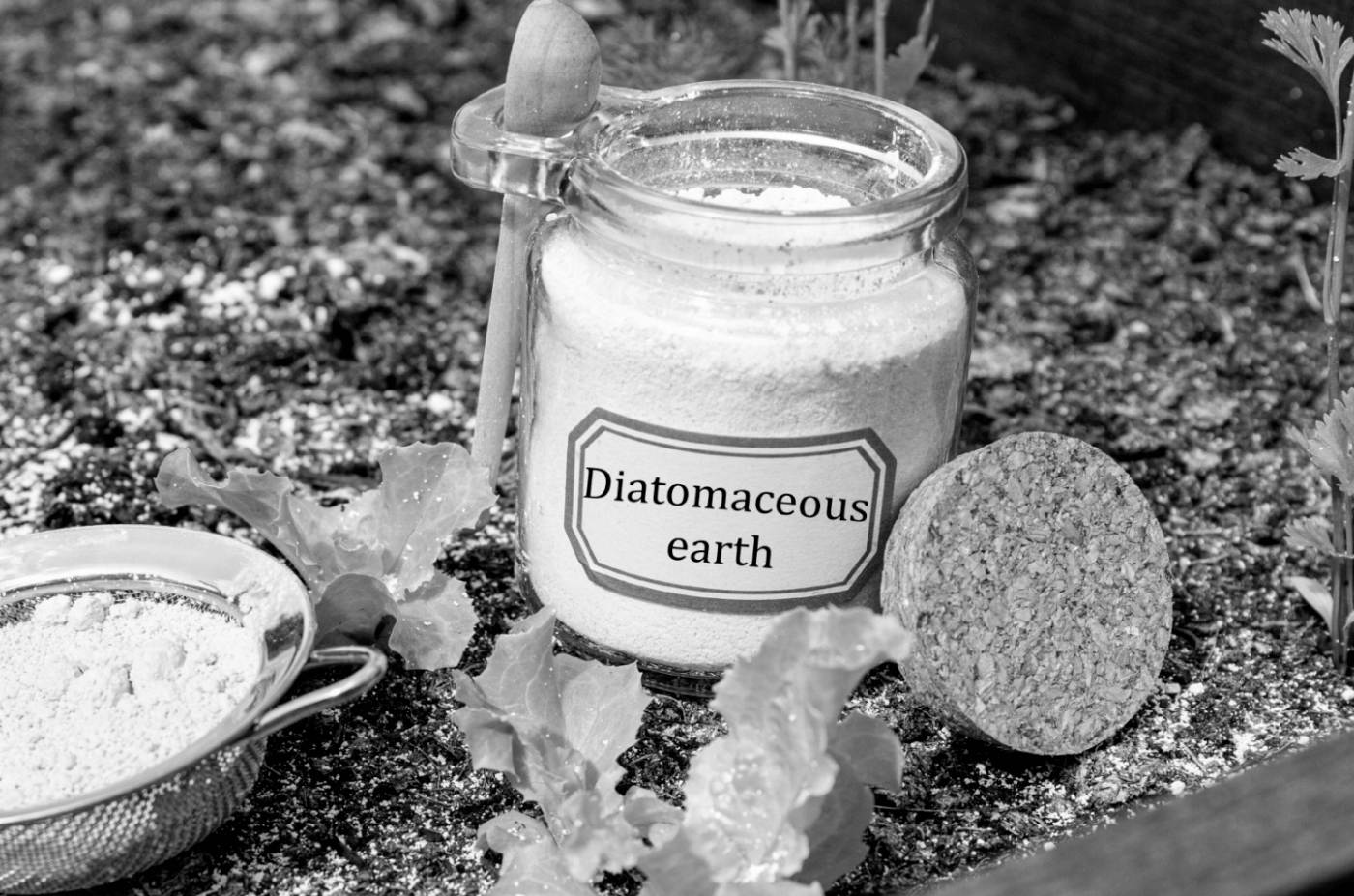 Diatomaceous Earth: An Honest Review