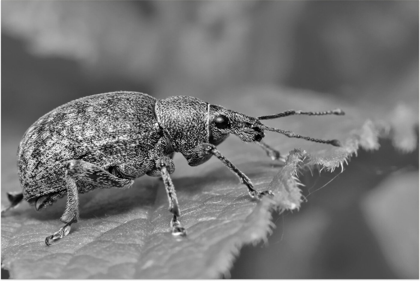 Weevils and Beetles: Home & Garden Impact | Bug House