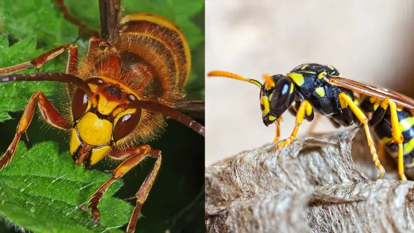 Centerville Hornets vs. Wasps: How to Identify and Handle Them