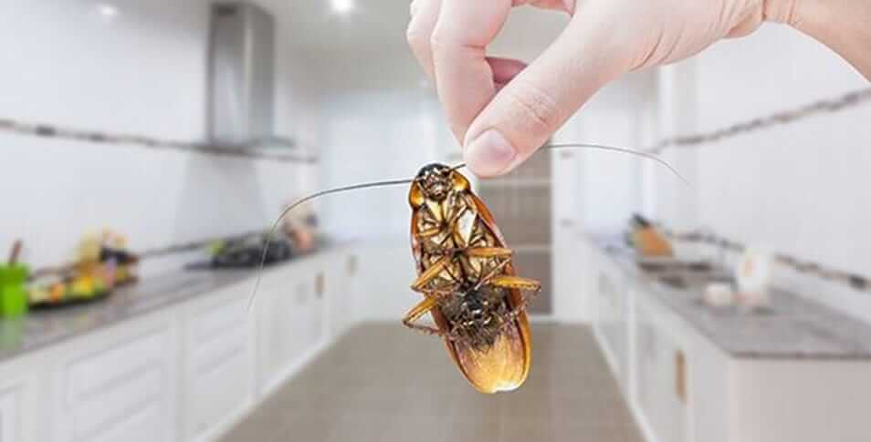 How to Keep Cockroaches Out of Your Georgia Kitchen for Good