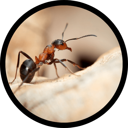 Ants
