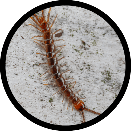 Centipedes and Millipedes