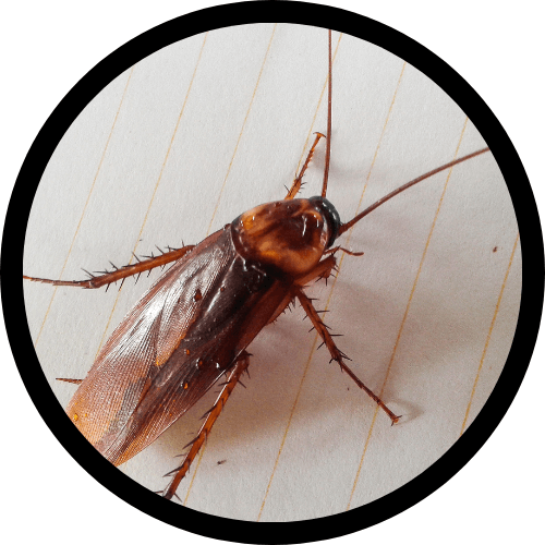 Cockroaches