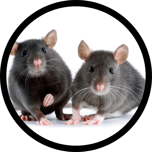 Mice