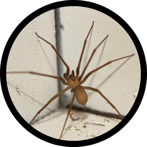 Spiders