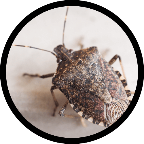 Stink Bugs