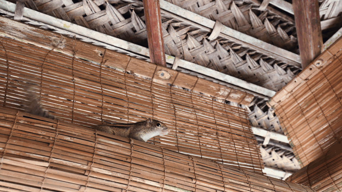 How Squirrels Can Damage Your Home: Signs to Look For