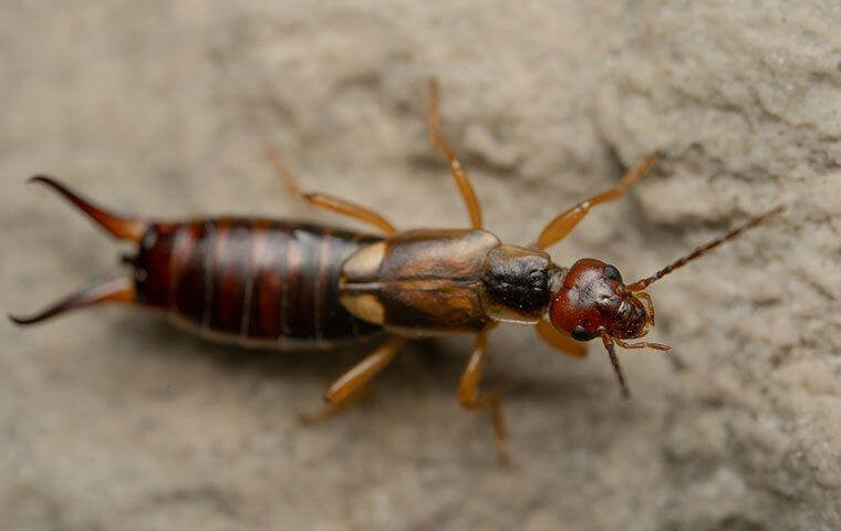 Why Earwigs Love Madison Homes and How to Keep Them Out