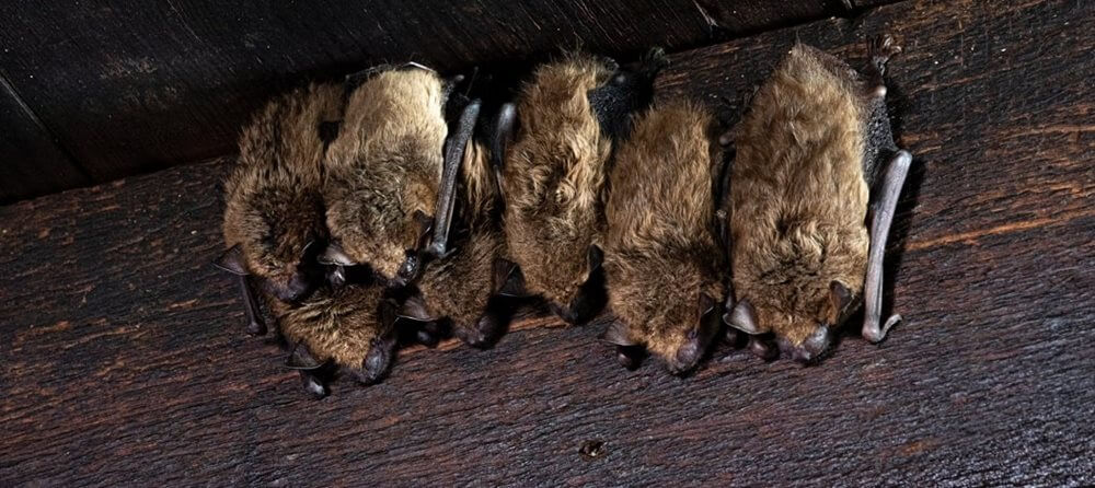 Bats in Georgia – What You Need to Know About Their Behavior and Risks
