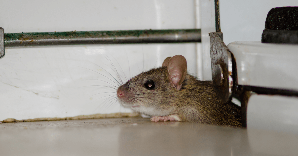 Don’t Let Mice and Rats Take Over: Pro Tips for Rodent Control in Carrollton, GA