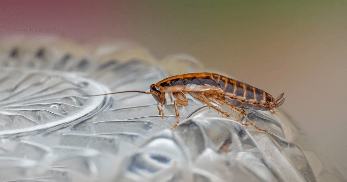 Smokybrown Roaches in Georgia: A Homeowner’s Guide to Fall Prevention