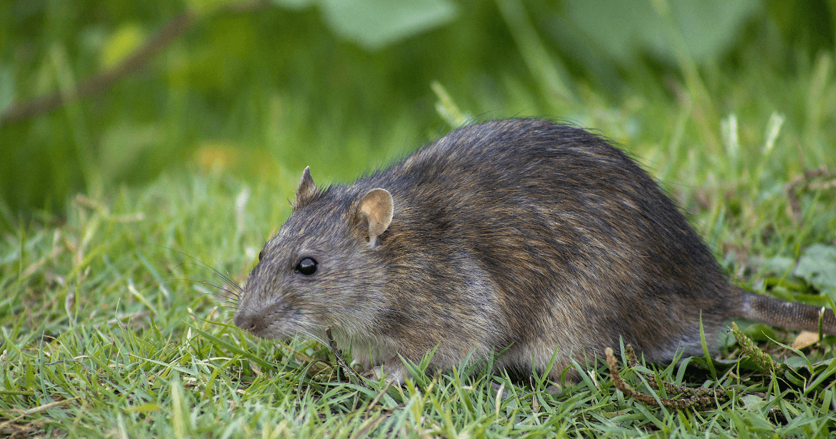 How to Keep Rodents Out of Your Georgia Home This October