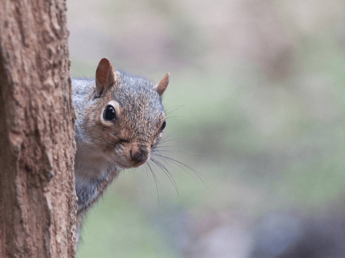 December Squirrel Problems in Georgia: How to Protect Your Home This Winter