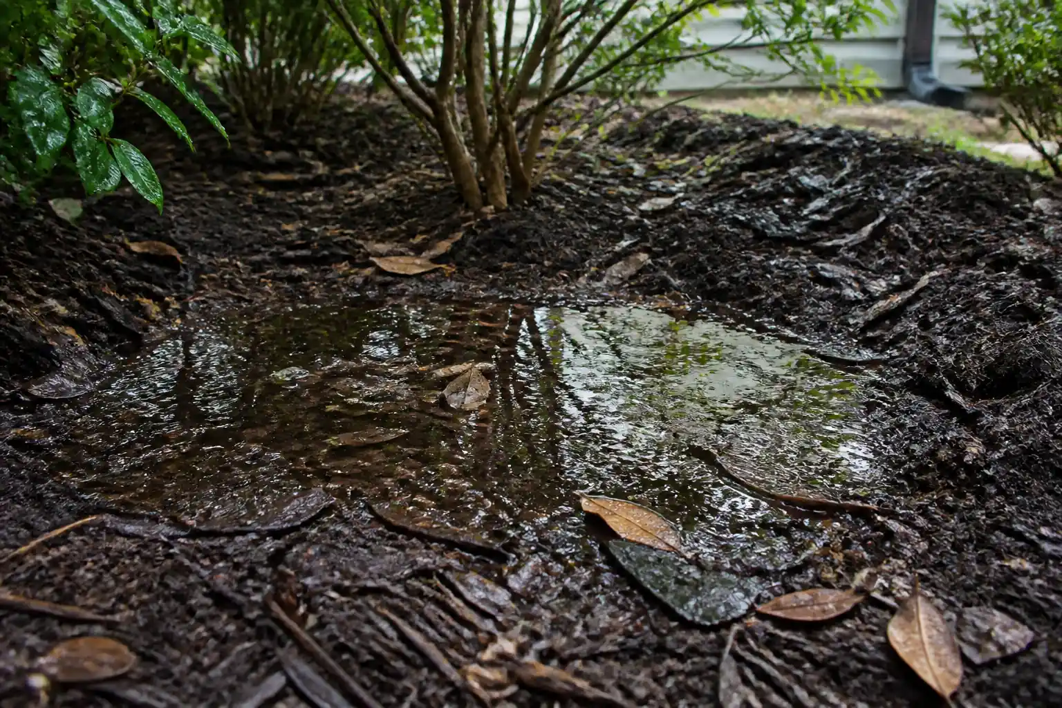 Soggy mulch and standing water in a shaded Georgia garden bed, breeding habitat for gnats and mosquitoes.