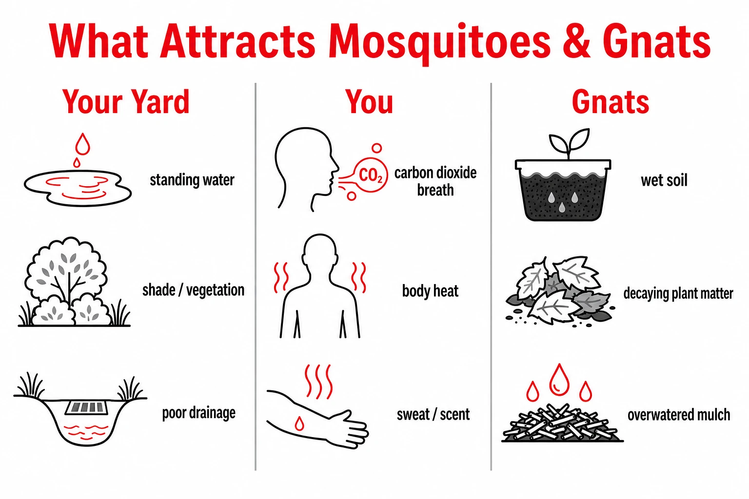 Infographic of what attracts mosquitoes (water, shade, CO2, body heat, scent) and gnats (moisture, decaying organic matter).